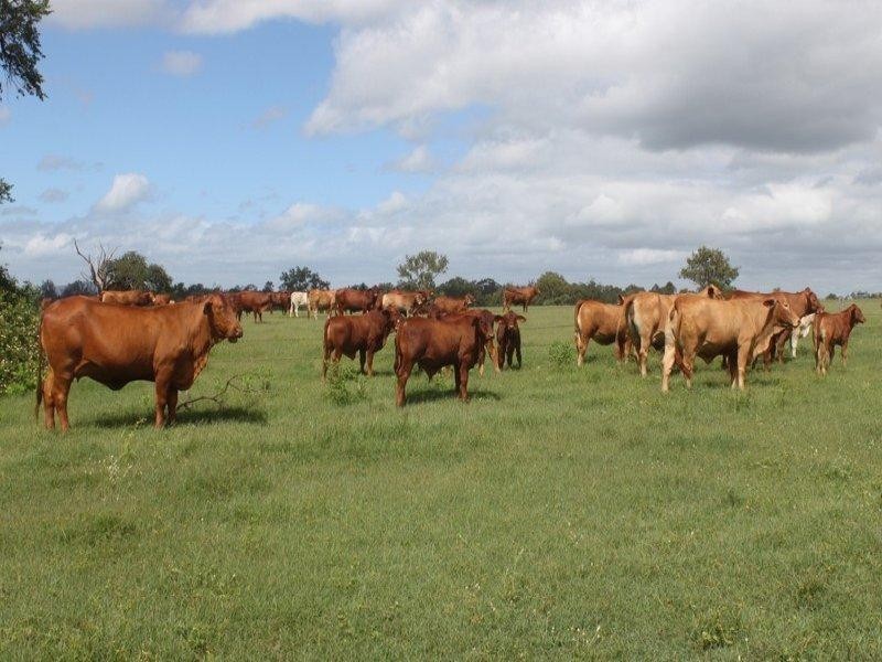 Gatton QLD 4343