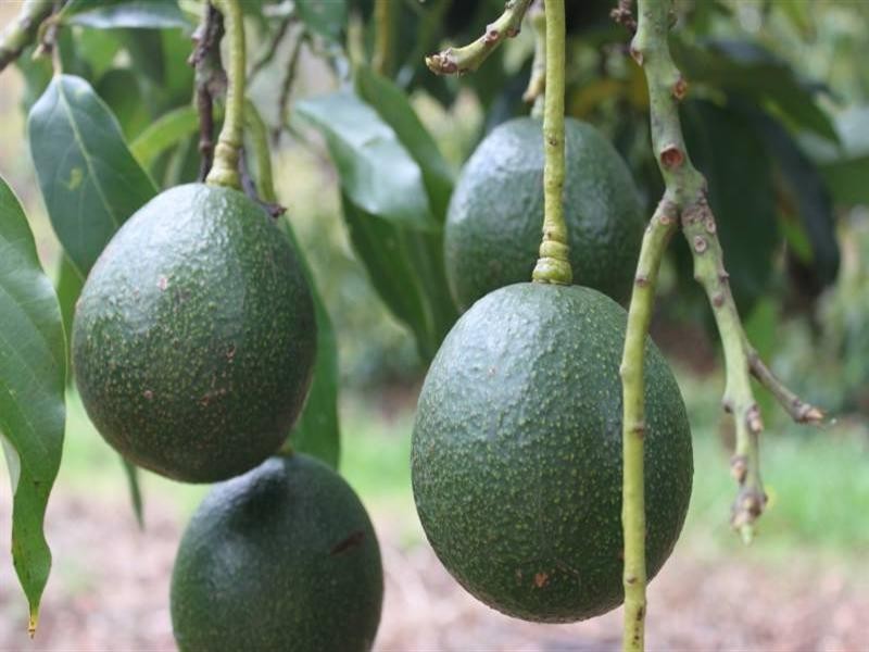 Ravensbourne QLD 4352