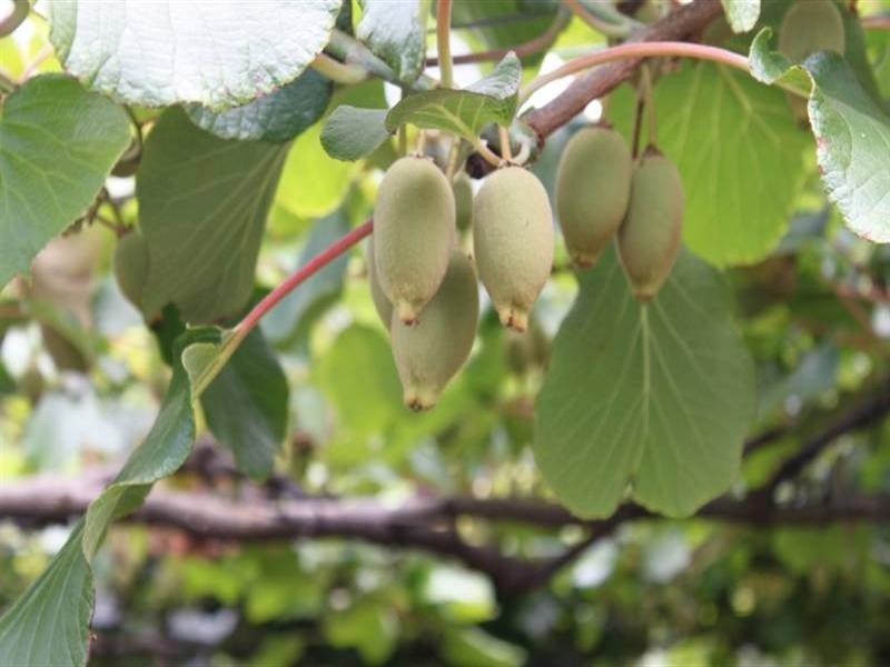 Ravensbourne QLD 4352