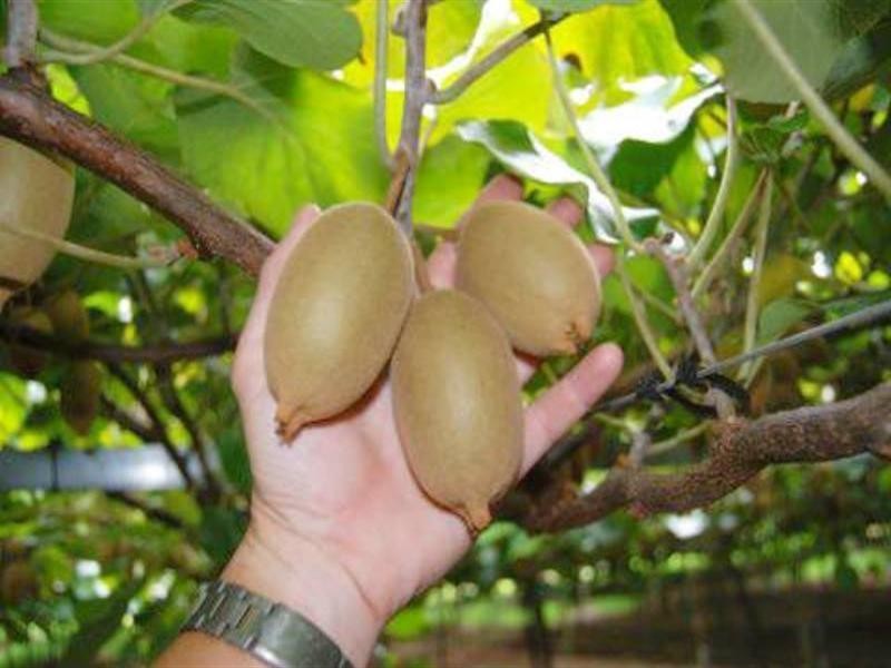 Ravensbourne QLD 4352