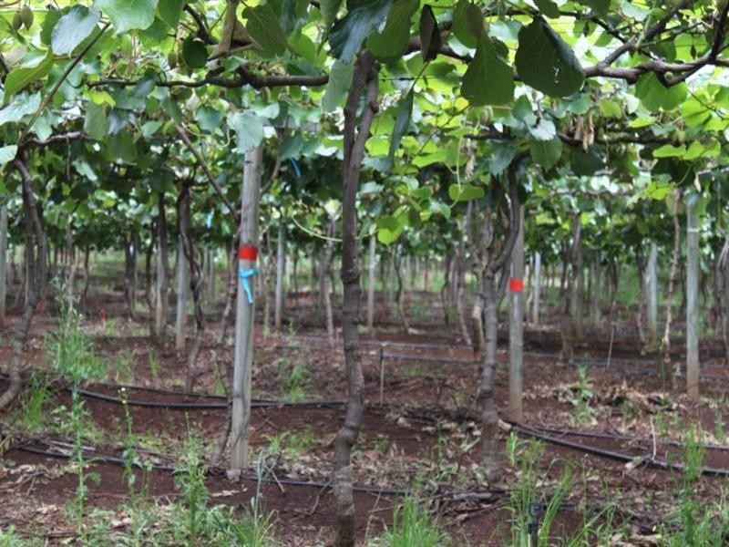 Ravensbourne QLD 4352