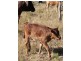 Buaraba QLD 4311