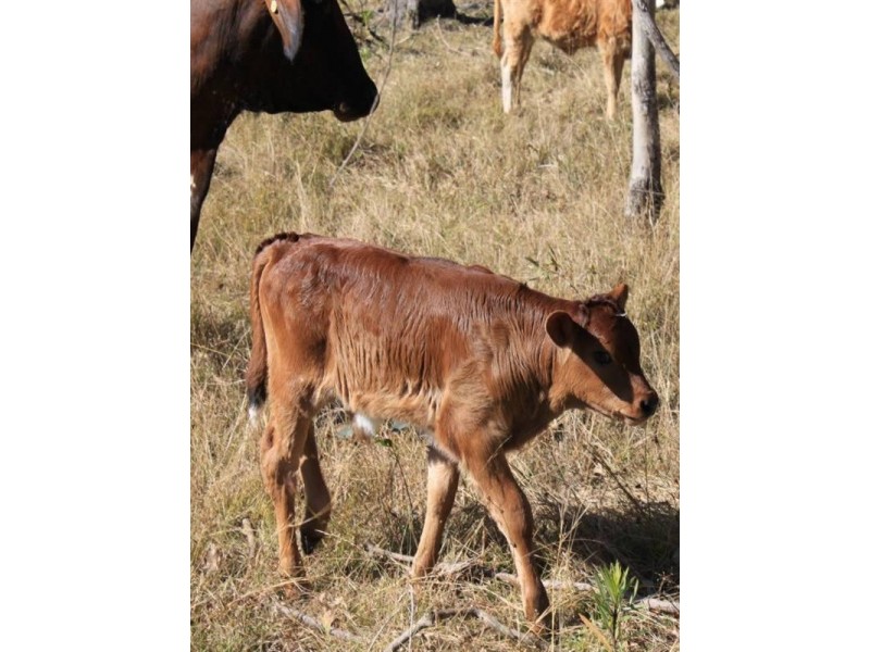 Buaraba QLD 4311