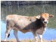 Buaraba QLD 4311