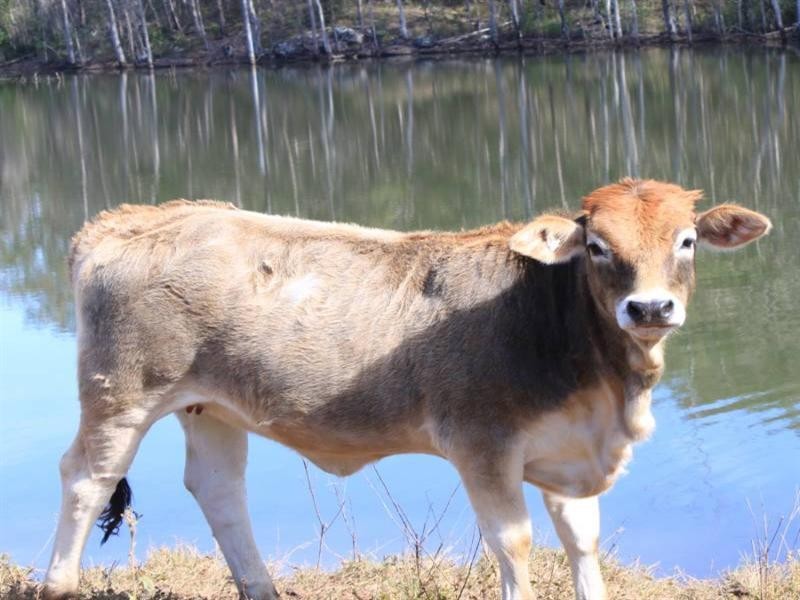 Buaraba QLD 4311