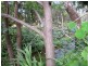 685 Magill Road, Magill SA 5072