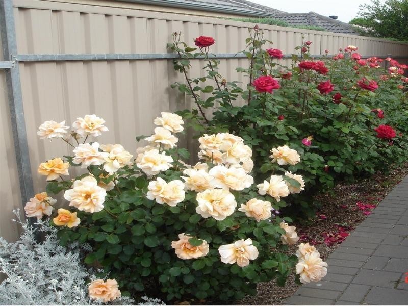 11 Barkuna Avenue, Mitchell Park SA 5043