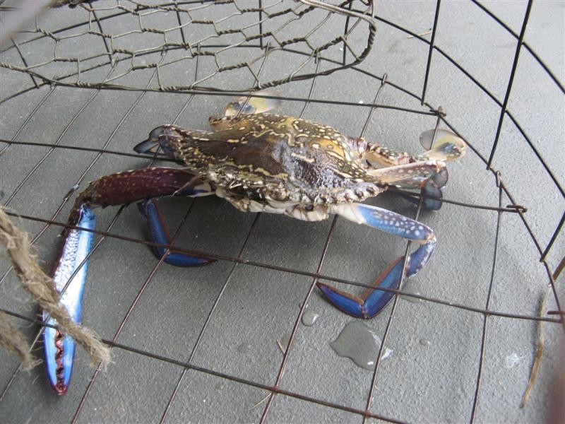 Macleay Island QLD 4184