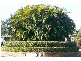 Thorneside QLD 4158