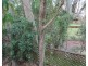 37 Napier Street, Birkdale QLD 4159
