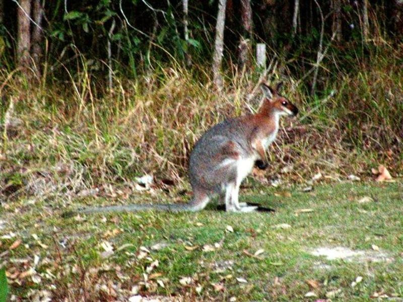 Mount Cotton QLD 4165