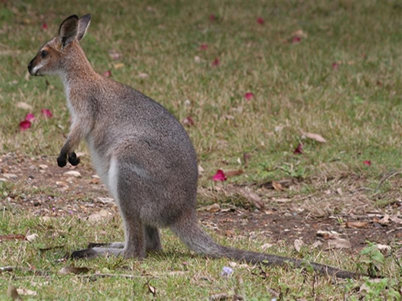 61 Greenfield Road (Lot 1), Capalaba QLD 4157