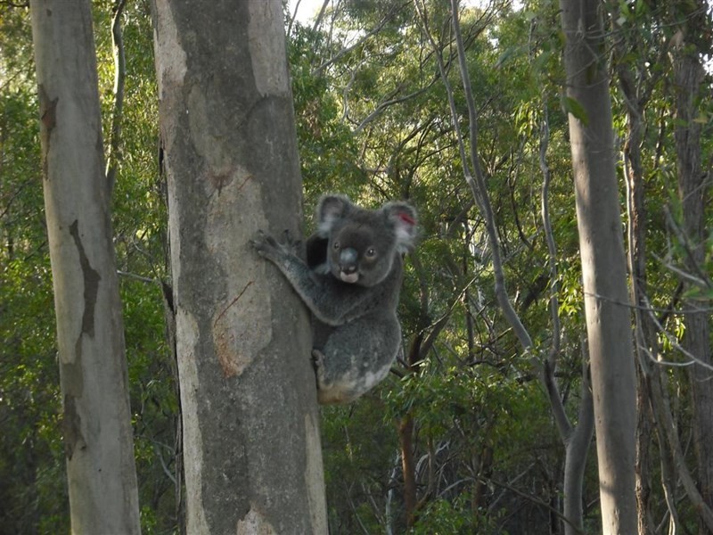 65 Greenfield Road (Lot 3), Capalaba QLD 4157