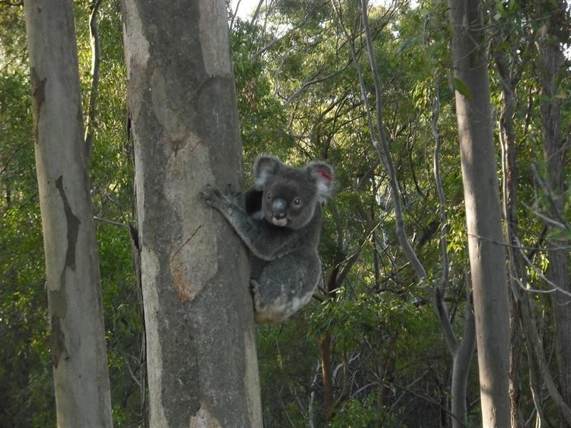 61 Greenfield Road (Lot 1), Capalaba QLD 4157