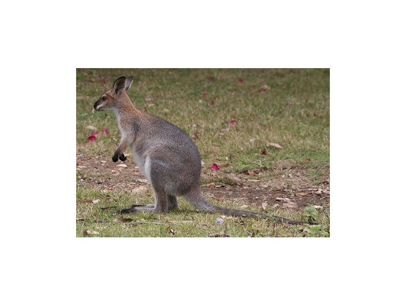 65 Greenfield Road (Lot 3), Capalaba QLD 4157