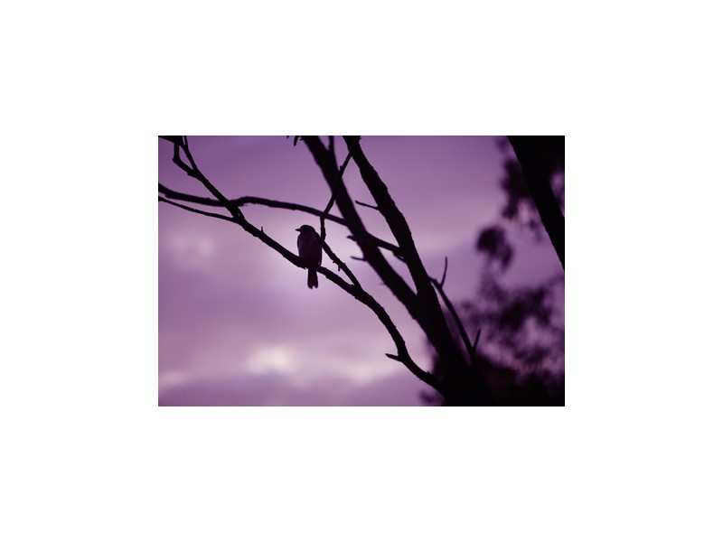 Tanah Merah QLD 4128