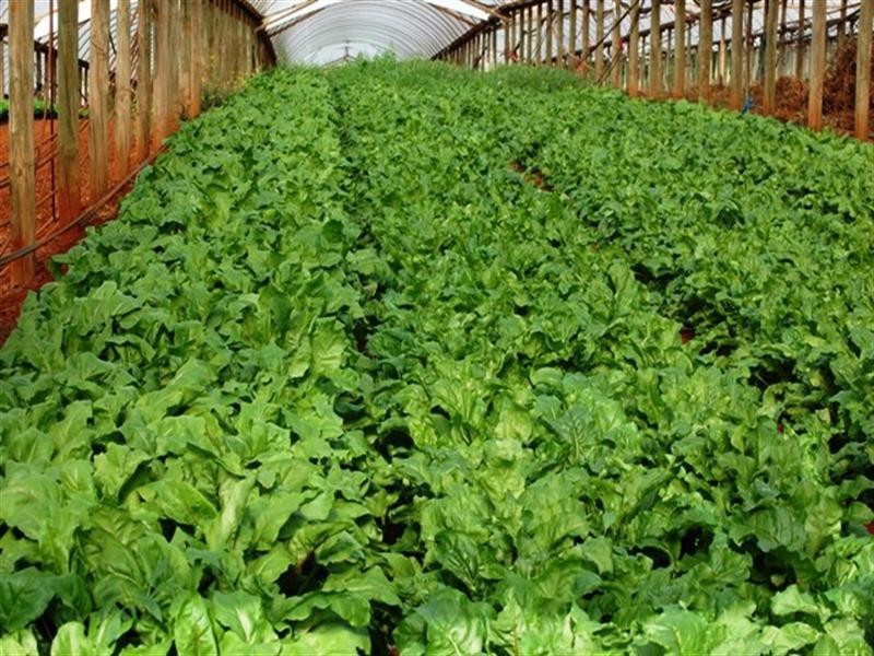 30 Bamfield Road, Mount Evelyn VIC 3796