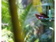 Songbirds 232 Geissmann Drive, Tamborine Mountain QLD 4272