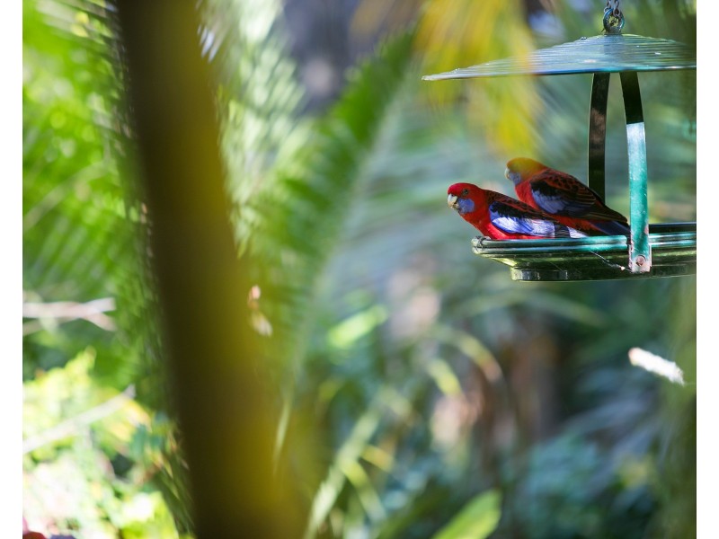 Songbirds 232 Geissmann Drive, Tamborine Mountain QLD 4272