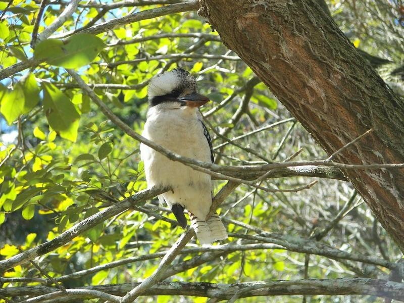 Tamborine Mountain QLD 4272
