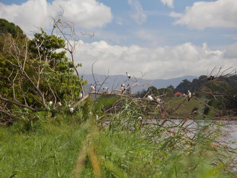 Murwillumbah NSW 2484