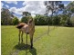 Ingleside NSW 2101