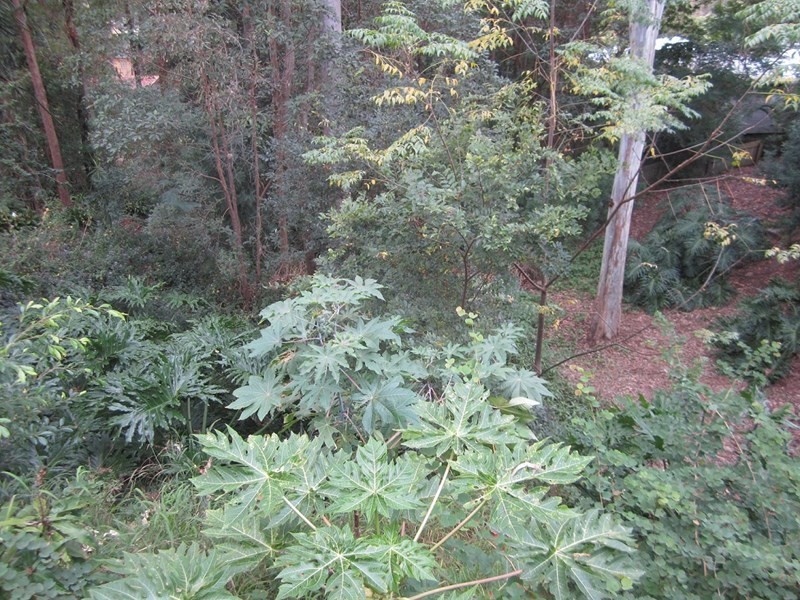 4 Dyer Street, Chapel Hill QLD 4069