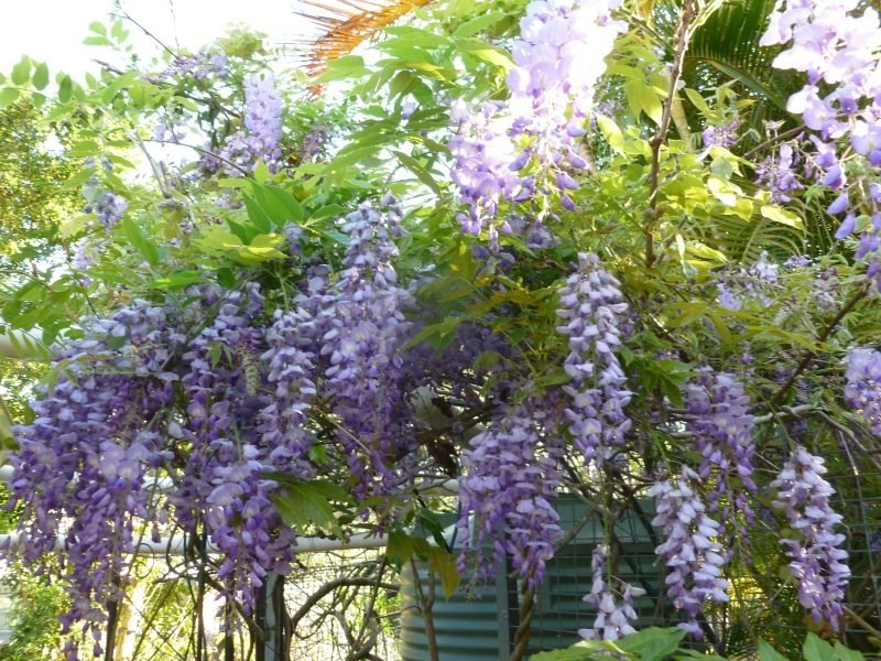 20 Cassandra Street, Chapel Hill QLD 4069