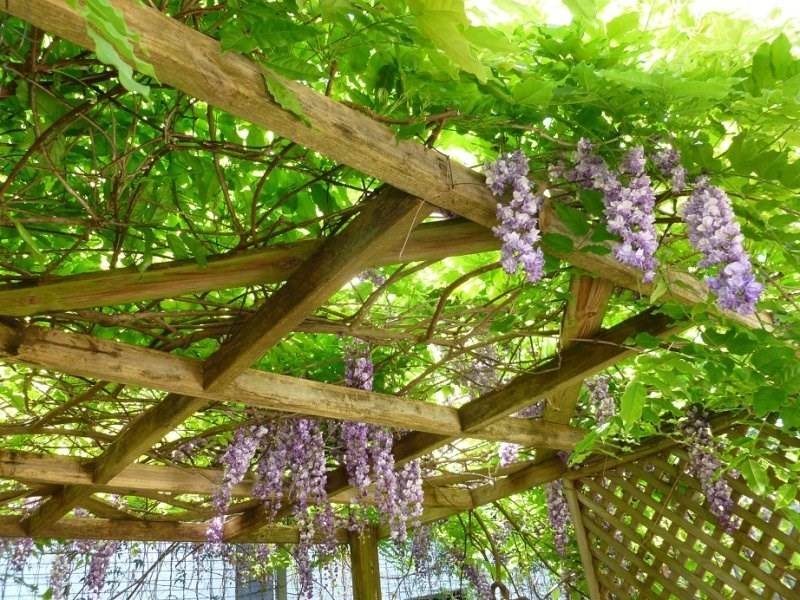 20 Cassandra Street, Chapel Hill QLD 4069