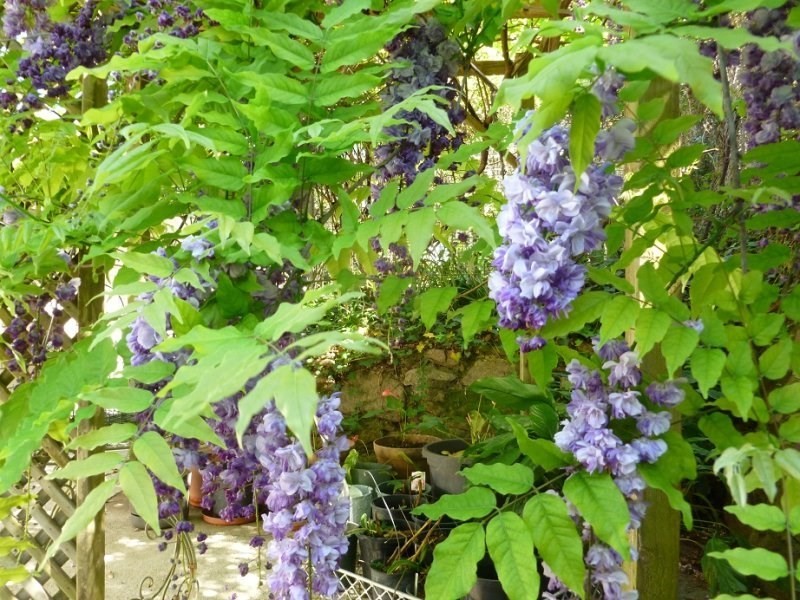 20 Cassandra Street, Chapel Hill QLD 4069