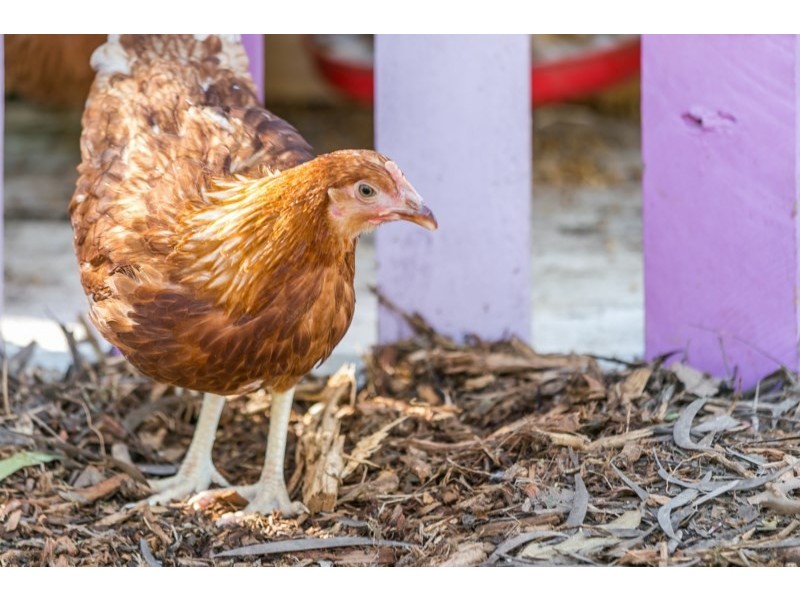 55 Logan Place, Pullenvale QLD 4069