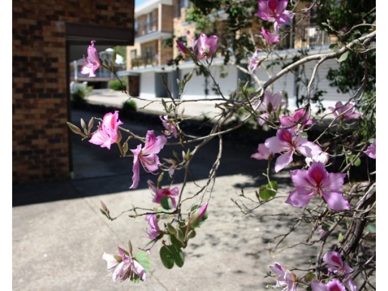 3/95 Indooroopilly Road, Taringa QLD 4068