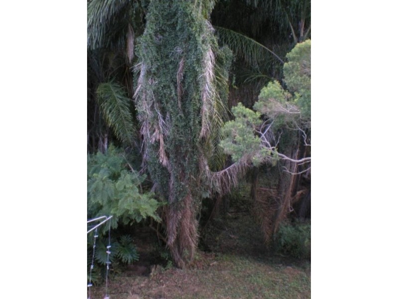 54 Dixon Street, Auchenflower QLD 4066