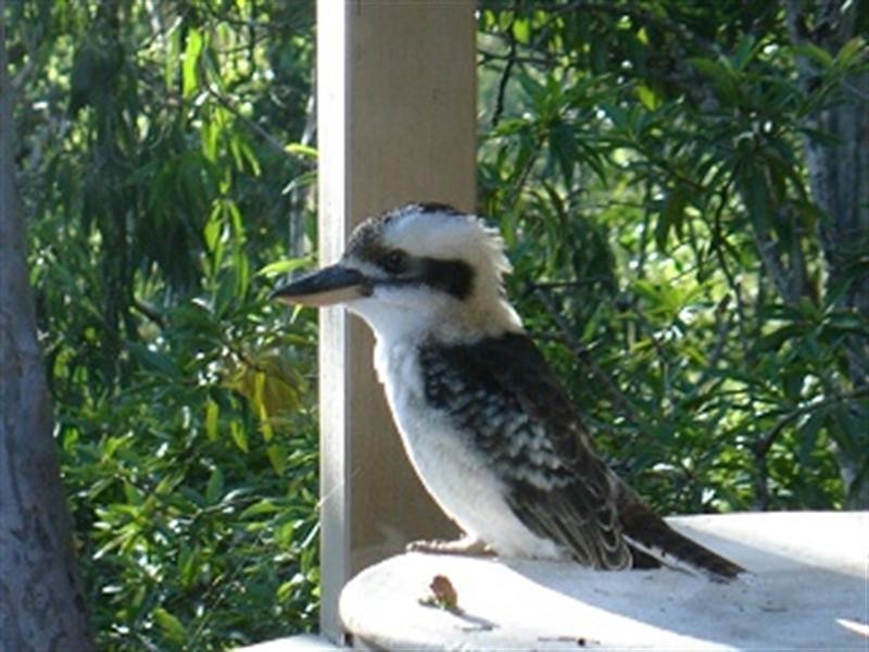 87 Bielby Road, Chapel Hill QLD 4069