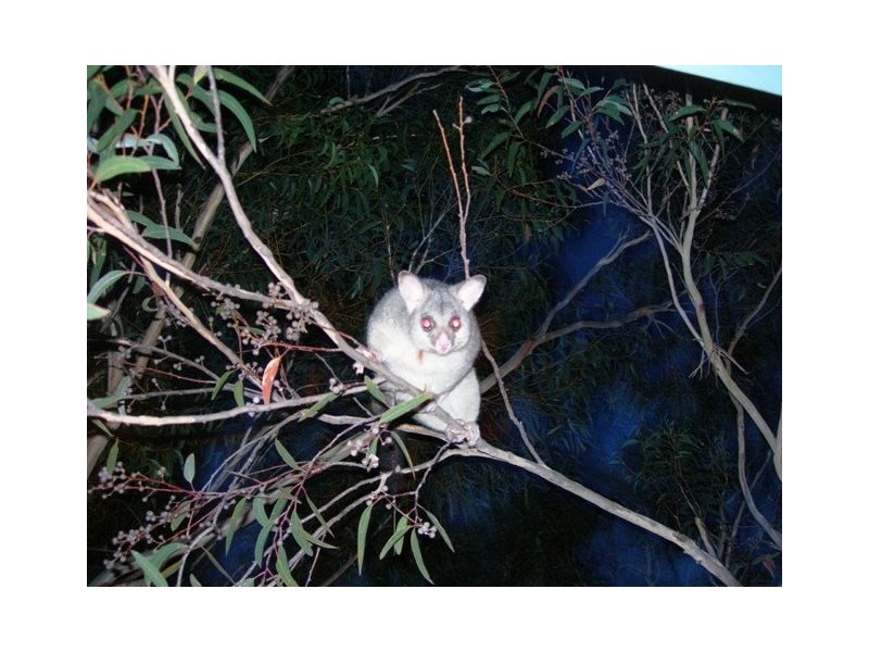 14 Woodgee Street, Currumbin QLD 4223