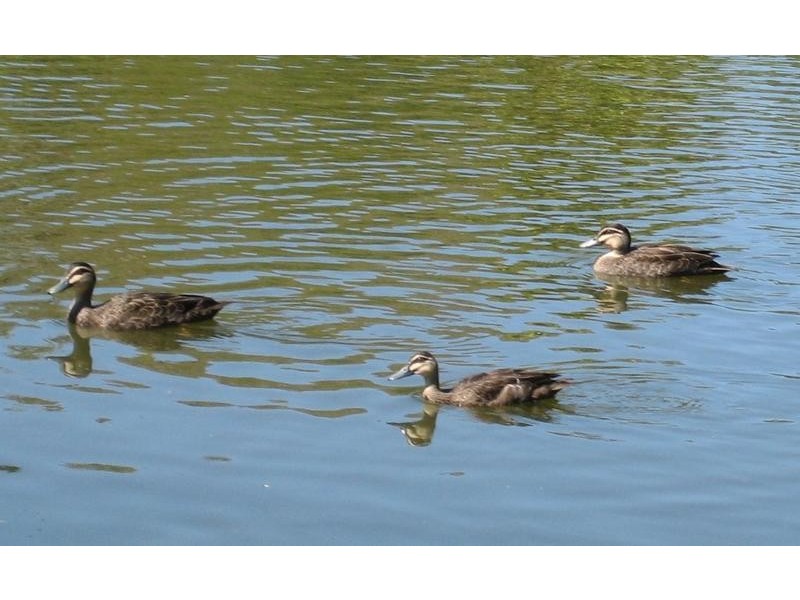 2/31 Monte Carlo Avenue, Broadbeach QLD 4218