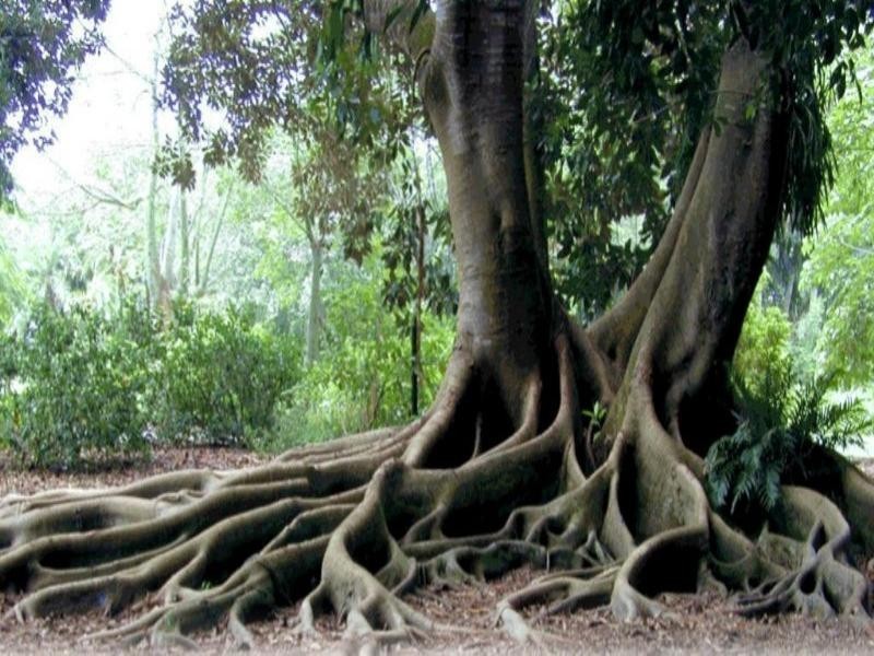 5 Wyangan Valley Way, Mudgeeraba QLD 4213