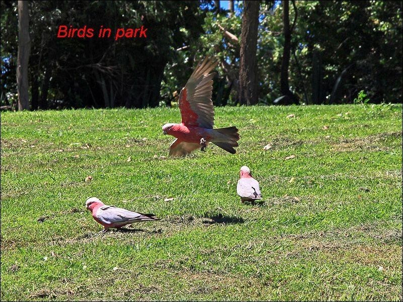 4 Balmain Street, Varsity Lakes QLD 4227