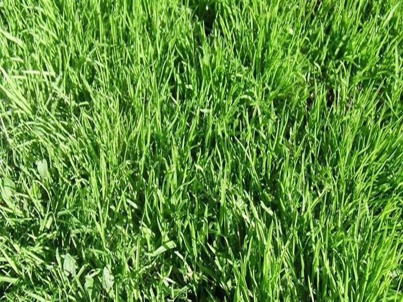 Lot 232 Lauricella Drive, Wallan VIC 3756