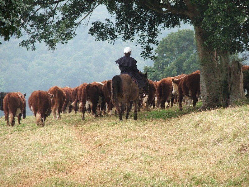 2673 Spring Creek Road, Killarney QLD 4373