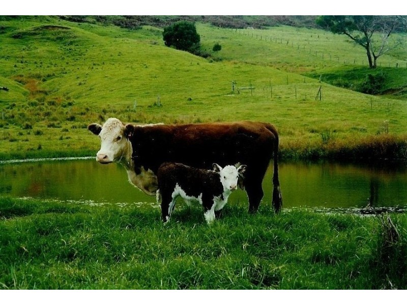 2673 Spring Creek Road, Killarney QLD 4373