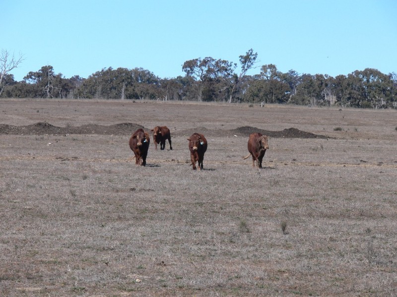 Lot/2 Orchard Road, Elbow Valley QLD 4370