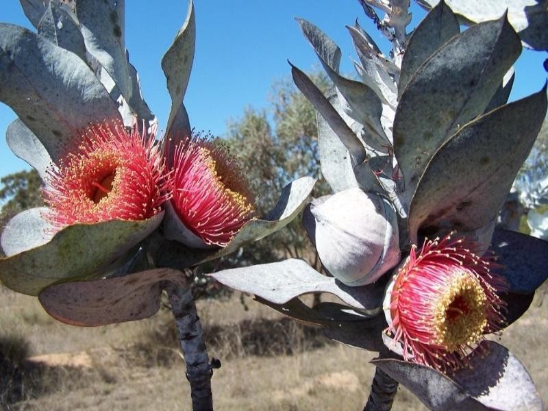 730 Glenvale Road, Warwick QLD 4370