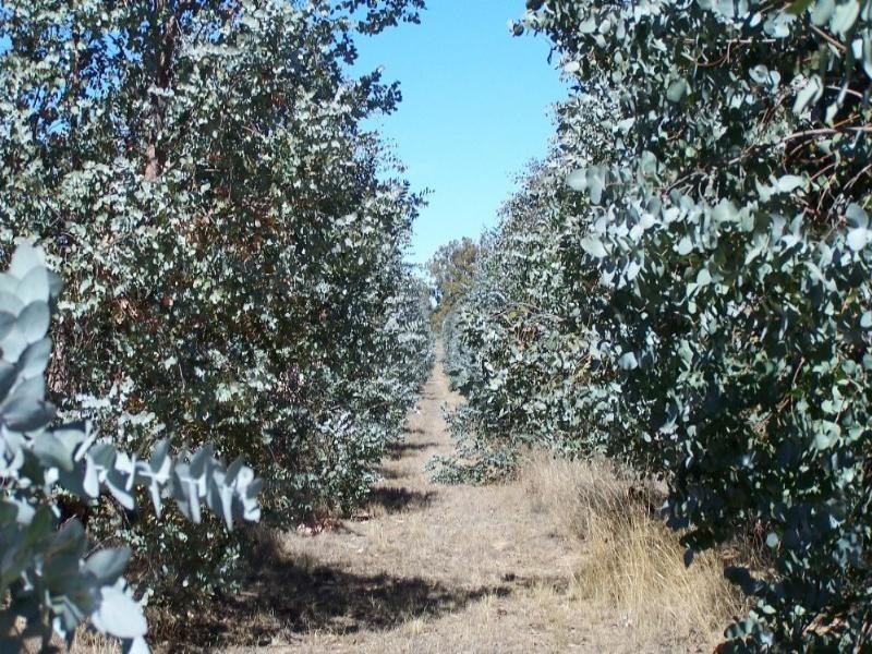 730 Glenvale Road, Warwick QLD 4370