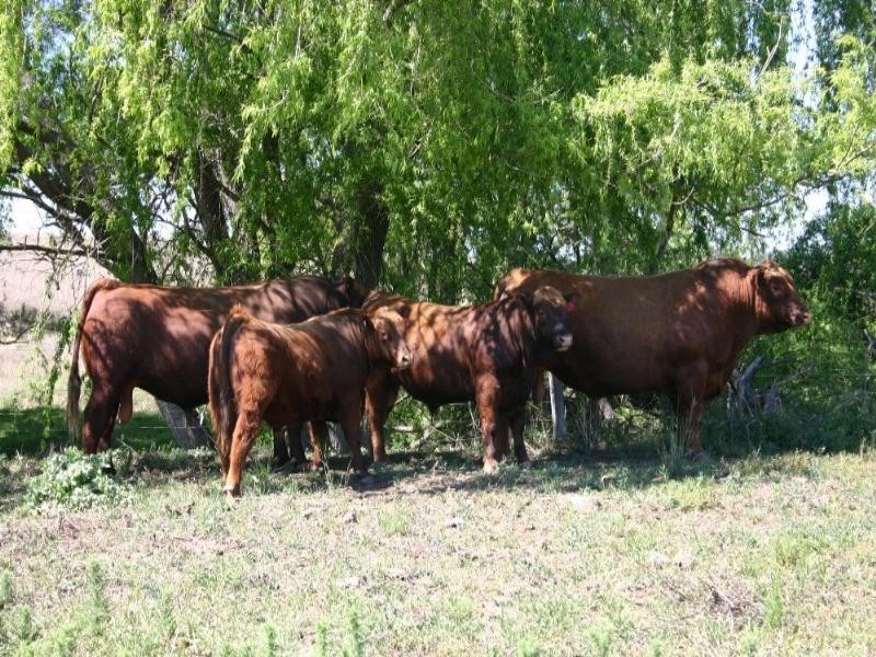Warwick QLD 4370
