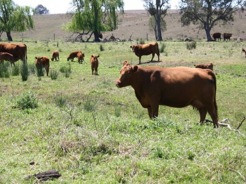 Warwick QLD 4370