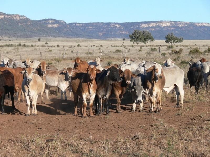 7018-7043 Arcadia Valley Road, Injune QLD 4454