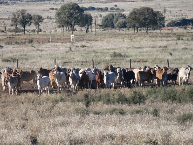 7018-7043 Arcadia Valley Road, Injune QLD 4454