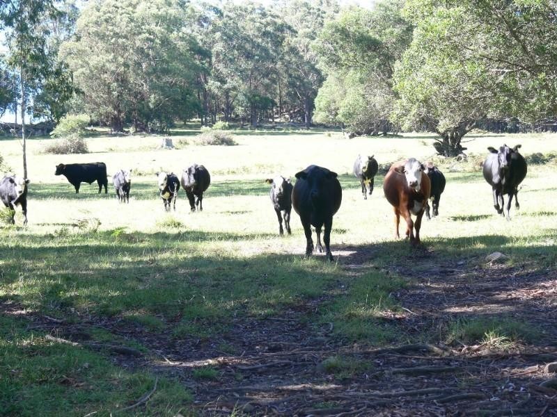 270 Harrigans Lane, Liston NSW 2372