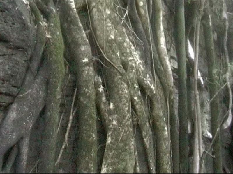 Lot 62 Emu Creek Road, Warwick QLD 4370